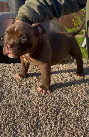 Bully puppy 1