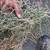 Alfalfa rounds 5 thumbnail