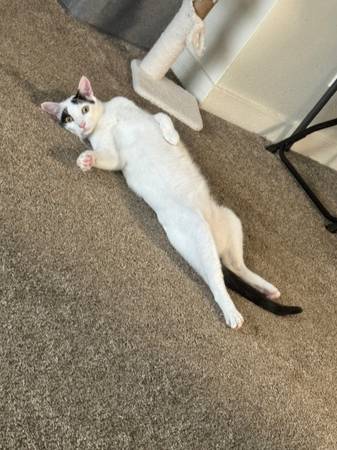 Re-homing Male Neutered Cat 1