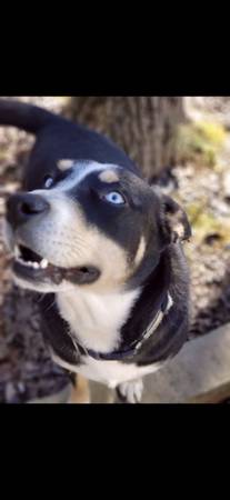 Rehoming dogs blue heeler male and husky german mix female (Muscadine)63612565792131121