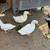 White pekin ducks 2 thumbnail