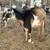 ADGA Does/Doeling 6 thumbnail