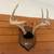 Deer antlers wall mount 3 thumbnail