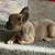 French bull dog toy 2 months male 5 thumbnail