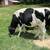 Holstein heifer 1 thumbnail