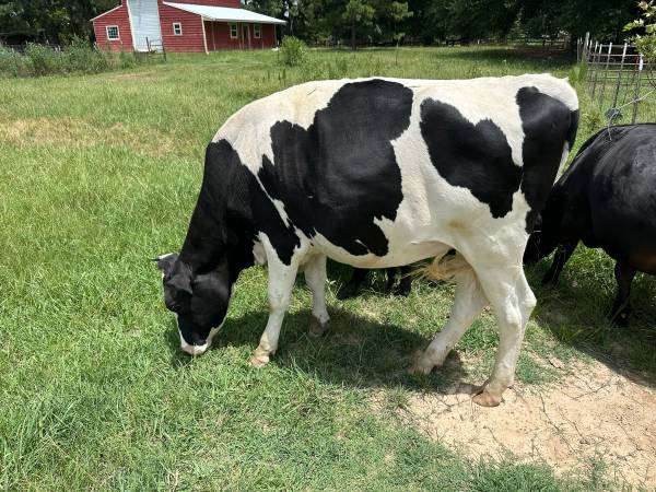 Holstein heifer 1