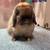 Holland Lop Rabbits 8 thumbnail