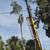 CRANE TREE REMOVAL 9 thumbnail