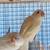 Love birds 14 thumbnail