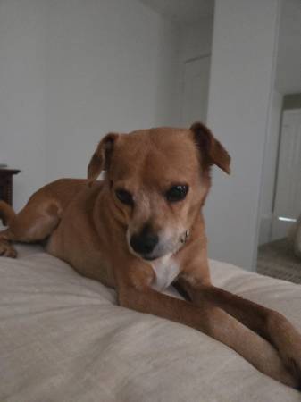 Milo needs a forever home (El Cajon)63955992963843123