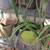 Aloe Plants 8 thumbnail