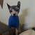 Sphynx kitten 3 thumbnail