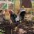 Rooster 2 thumbnail