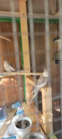 Male Cockatiels - $170 Each (Elk Grove)63848875083267122