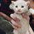 Kittens for rehoming !! 3 thumbnail