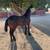 Filly 1 thumbnail
