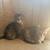 2 3 month female tabbys need rehoming 4 thumbnail