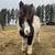 ISO horses, ponies, minis 2 thumbnail