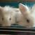 Lionhead babies 1 thumbnail