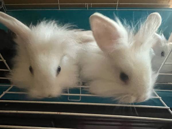 Lionhead babies 1