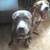 3 year old pitbull 2 thumbnail