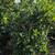 Waxleaf Privet Bush 2 thumbnail