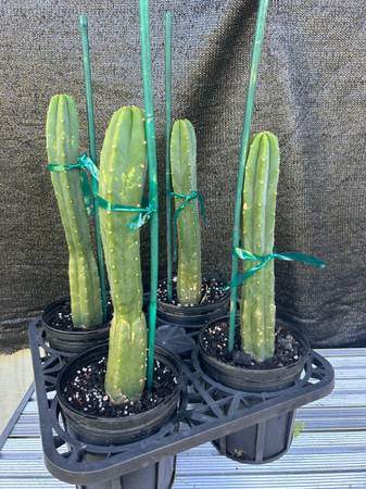 Trichocereus cacti 1