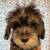 Yorkie-Poo Puppies 10 thumbnail