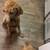 3 month old Standard poodle 3 thumbnail