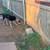 Australian Shepherd/border collie 4 thumbnail