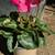 Cyclamen 4 thumbnail