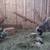Romeldale/CVM Sheep for Sale 1 thumbnail