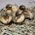 Organically raised Welsh Harlequin drake ducklings, born 6/30/25 4 thumbnail