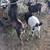 2 Nigerian dwarf bucks 3 thumbnail