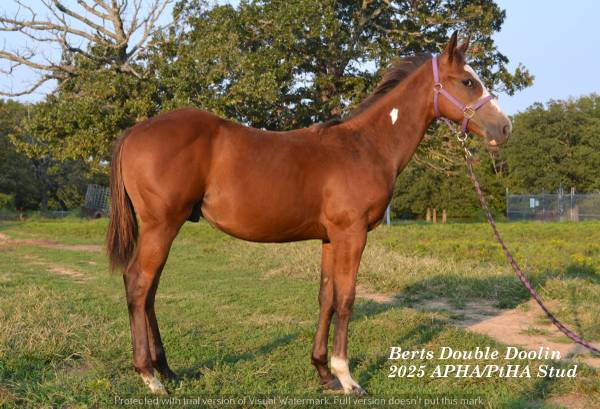 Weanling Colt- Berts Double Doolin 1