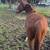 Appendix mare (quarter horse/thoroughbred) 1 thumbnail