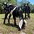 Nubian goat 7 thumbnail