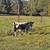 Miniature Bull Calf 3 thumbnail