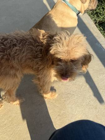 Rehoming 2 of our dogs (Clay City)63671518882049122