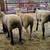 Butcher lambs 2 thumbnail