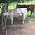 Bred cows 9 thumbnail
