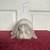Holland lop bunnies 3 thumbnail