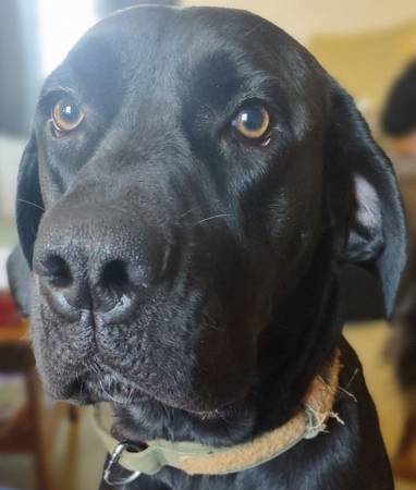 Cane Corso X63681505717379121