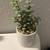 Plant decor 2 thumbnail