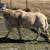 Katahdin Ram 1 thumbnail