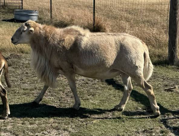 Katahdin Ram 1