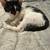 kitten. 6 thumbnail