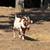 Crossbred Goats 3 thumbnail