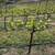 Landscape Experts - Drip Irrigation & Fruit Tree Care 1 thumbnail