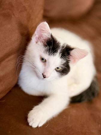 Dan meowsan necesita un hogar (Garfield Heights)